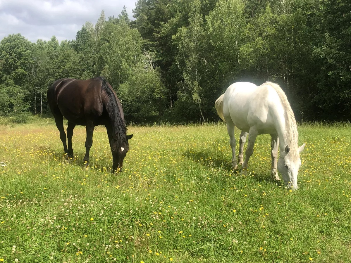 ryttarkamraterna två hästar betar på en äng en bild till information om frisvårdspeng