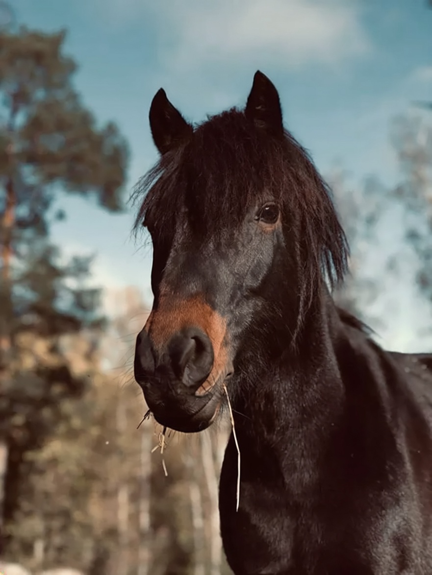 ryttarkamraterna en häst i hage som är illustration till att bli medlem i rid klubben